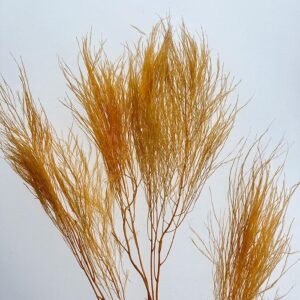 Asparagus virgatus, Peach, Preserved (Tree Fern) up to 70cm