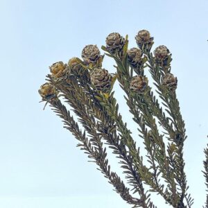 Leucadendron Tortum, Natural Ochre Yellow, Preserved, 40cm