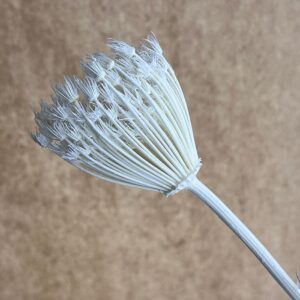 Fennel, Preserved Seed Heads, Bleached White (Earth Matters®) up to 60cm