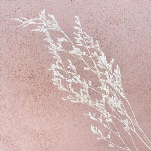 Limonium Caspia, Bleached White, Preserved (Sea Lavender) up to 70cm