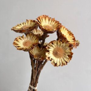 Protea Compacta, Dried Rosette, Natural Cream, 25-30cm