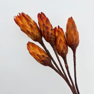 Protea repens, Orange, Dried, 25-40cm