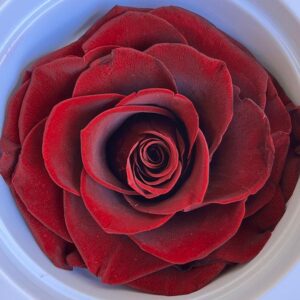 Roses, Burgundy Dark Red, Preserved, x1 bloom, 9cm (Every Love®)