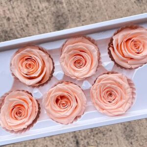 Roses, Champagne Peach, Preserved, x6 blooms, 6cm (Every Love®)
