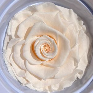 Roses, Ivory Champagne, Preserved, x1 bloom, 9cm (Every Love®)