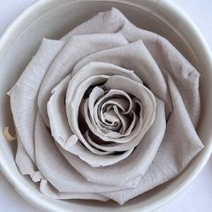 Roses, Earl Grey, Preserved, x8 blooms, 5cm (Kiara®)