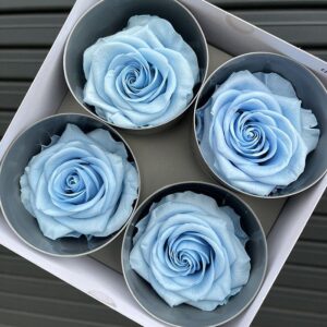 Roses, Pale Blue, Preserved, x4 blooms, 8cm (Verdissimo®)