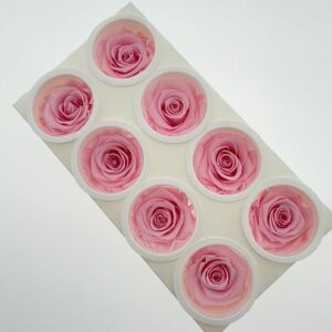 Roses, Bridal Pink, Preserved, x8 blooms, 5cm (Kiara®)