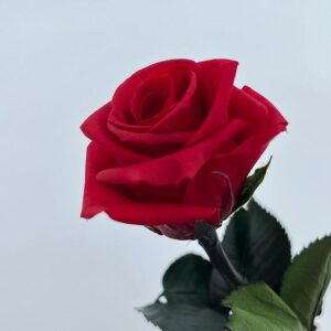 Roses Stem, Red, Preserved, 26cm, Bloom 4.5cm (Verdissimo®)