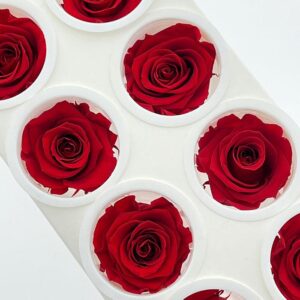 Roses, Vibrant Red, Preserved, x8 blooms, 5cm (Kiara®)