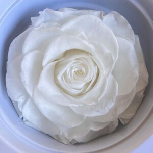 Roses, White, Preserved, x1 bloom, 9cm (Every Love®)
