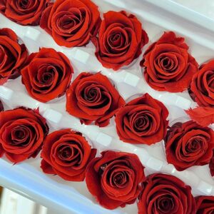 Roses, Vermillion, Burnt Orange, x21 blooms, 3cm (Every Love®)