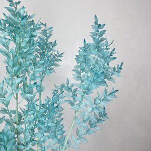 Ruscus, Aqua Blue, Preserved, 70cm