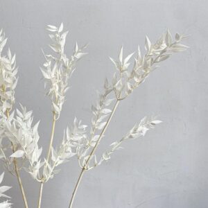 Ruscus acu. Preserved, Bleached ~  B-Grade / Seconds