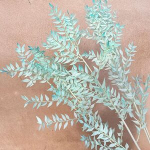 Ruscus, Light Blue Ombre, Preserved, 70cm