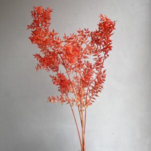 Ruscus, Vibrant Orange, Preserved, 70cm