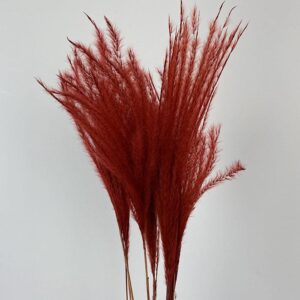 Miscanthus Silver Grass, Red, Dried