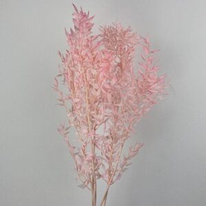 Ruscus, Pink Lemonade, Preserved, 70cm