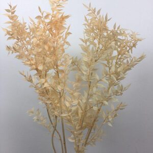 Ruscus, Blush Peach, Preserved, 70cm
