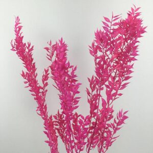 Ruscus, Cerise Pink, Preserved, 70cm