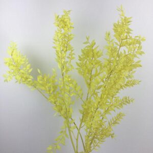 Ruscus, Yellow, Preserved, 70cm
