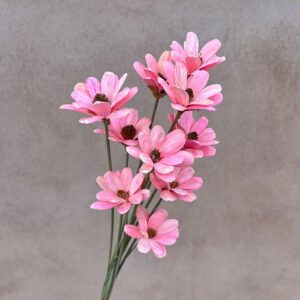 Sola Flowers, Daisy, Pink Lemonade, 40-55cm