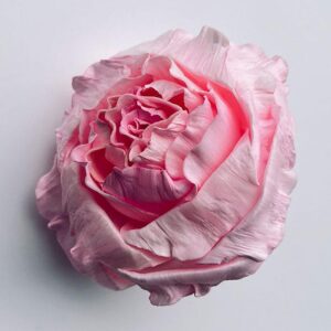 Sola Wood Flowers, Eden Roses, Light Pink, 8cm ~ BULK BUY