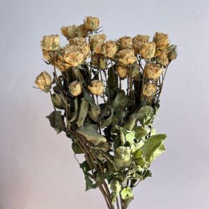 Spray Roses, Natural Creamy White, Dried, 50-60cm