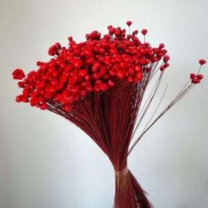 Star Flower, Dark Red, Dried (Glixia) 100g 35-45cm