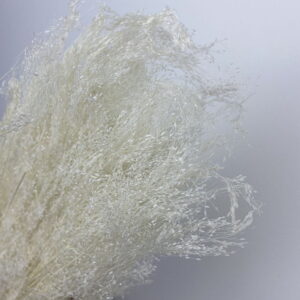 Cloud Grass, Bleached White, Dried (Agrostis) 50cm