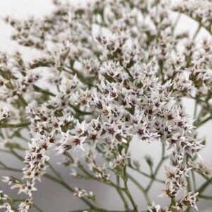 Statice Tatarica Dumosa, Natural White, Dried, up to 40cm