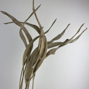 Bird of Paradise Leaf, Natural Light Brown, Dried (Strelitzia) 90cm
