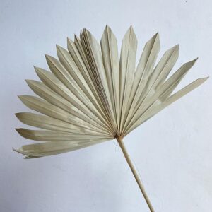 Sun Palms, Natural Pale Green, Dried
