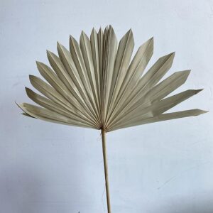 Sun Palms, Natural Pale Green, Dried ~ BOX DEAL