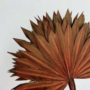Sun Palms, Terracotta to Sepia Shades, Dried, 30-50cm