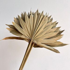 Sun Palms, Natural, Dried, Mini to Small 35-45cm