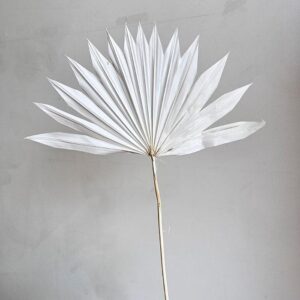 Sun Palms, White, Dried, 30-50cm