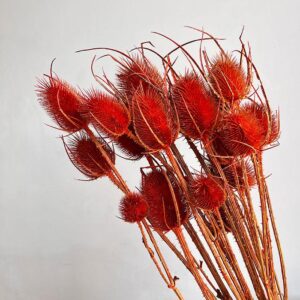 Teasels, Burnt Orange, Dried (Dipsacus) 55cm