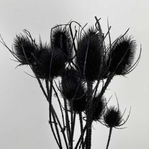 Teasels, Black, Dried (Dipsacus) 70cm