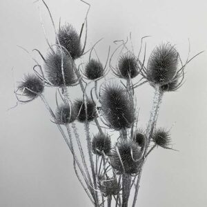 Teasels, Metallic Silver, Dried 60cm