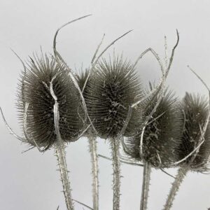 Teasels, Metallic Antique Silver, Dried (Dipsacus) 60cm