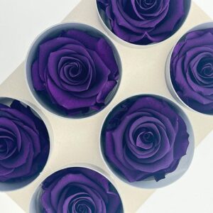 Roses, Purple, Preserved, x6 blooms, 5cm (Verdissimo®)
