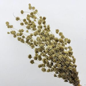 Weeping Bamboo, Gold, Dried (Cascading) 40-60cm