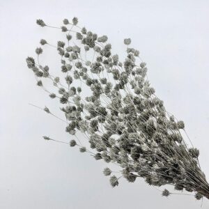 Weeping Bamboo, Platinum, Dried (Cascading) 40-60cm