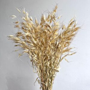 Oats Wild, Dried Bunch, Natural Creamy Light Brown (Avena) 70cm