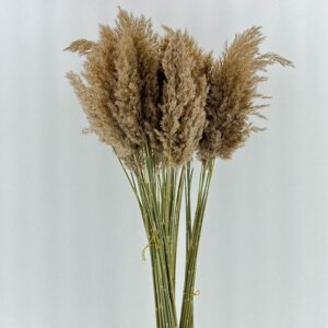 Pampas, Fluffy Dried Wild Reed Grass, Natural Light Brown, 95cm ~ BULK BUY