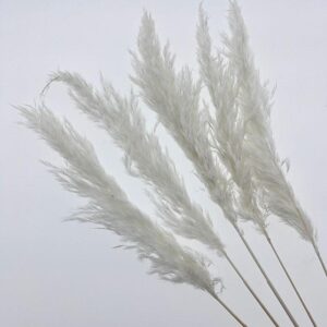 Pampas, Fluffy Dried Wild Reed Grass, White, 70cm