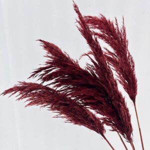 Pampas, Dried Fluffy Wild Reed Grass, Dark Red, 70cm