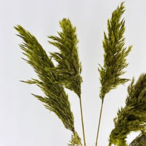Pampas, Dried Fluffy Wild Reed Grass, Green, 70cm