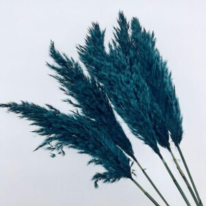 Wild Reed Grass, Deep Jade Blue, Dried, 70cm